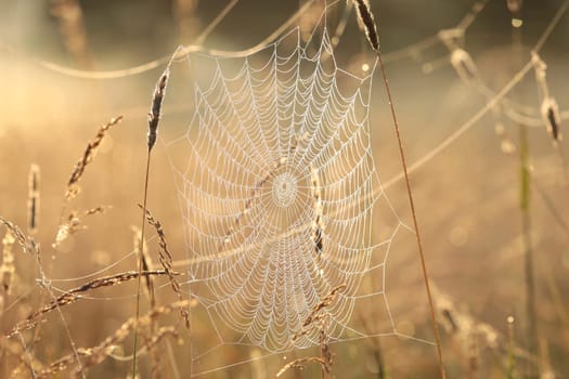 Spider web on a meadow during sunrise