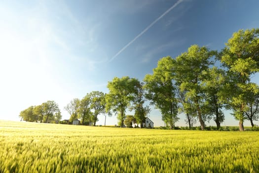 Spring trees growing in a field on a May morning