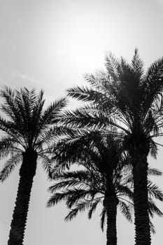 Sun light shines through leaves of palm. Beautiful wanderlust travel journey symbol for vacation trip to southern holiday dream island