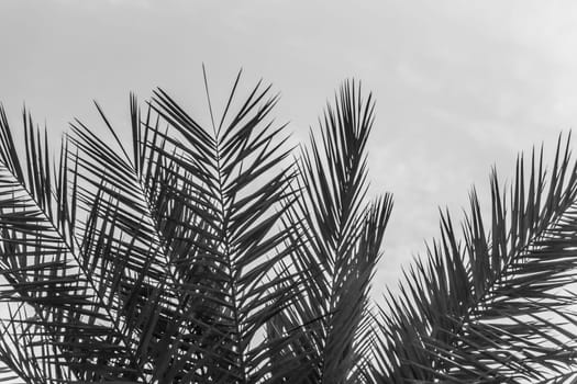 Sun light shines through leaves of palm. Beautiful wanderlust travel journey symbol for vacation trip to southern holiday dream island