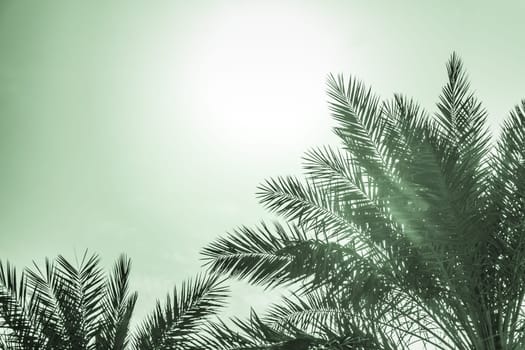 Sun light shines through leaves of palm. Beautiful wanderlust travel journey symbol for vacation trip to southern holiday dream island