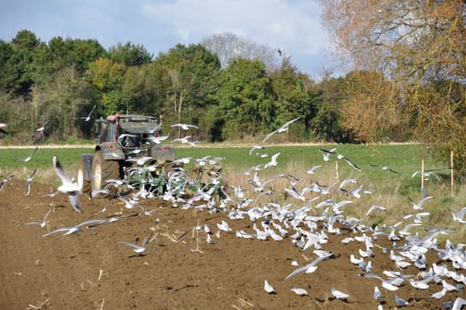 Plow tractor surrounded by seagulls