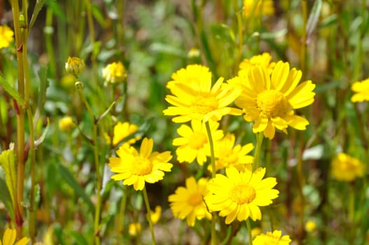 Coleostephus myconis in flower in Portugal