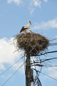 Avairo stork nest in Portugal