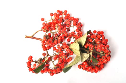 Cotoneaster fruit on a white background