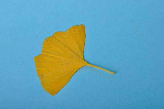 ginkgo biloba leaf on a blue background