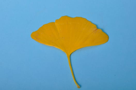 ginkgo biloba leaf on a blue background