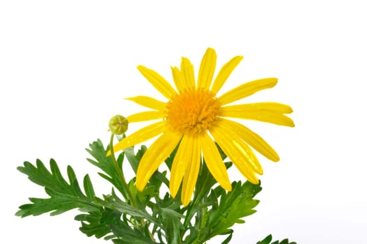 savannah daisies on a white background