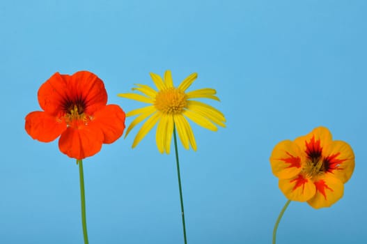 savannah daisies and nasturtiums on a blue background