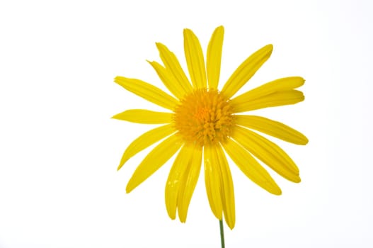 savannah daisies on a white background