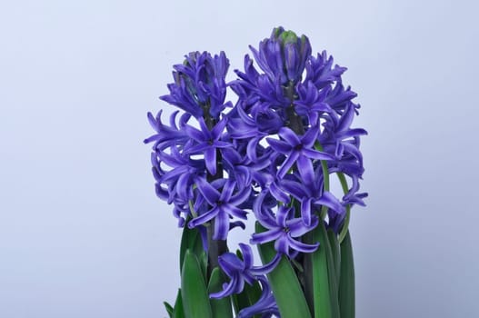 Studio shot of a hyacinth