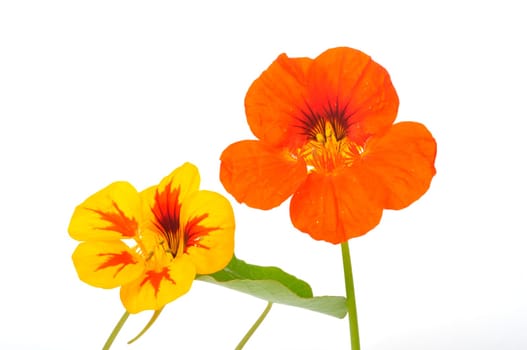 nasturtiums on a white background
