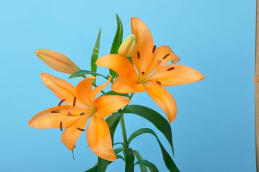 Studio shot of orange lily
