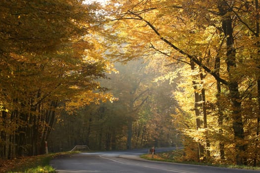 Autumn colors of oak trees over a country road leading through the forest