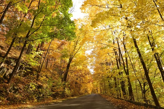 Autumn colors of oak trees over a country road leading through the forest