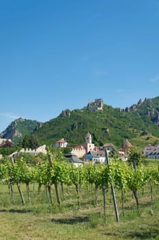 traditional wine growing near the village Duernstein in the Wachau in Austria