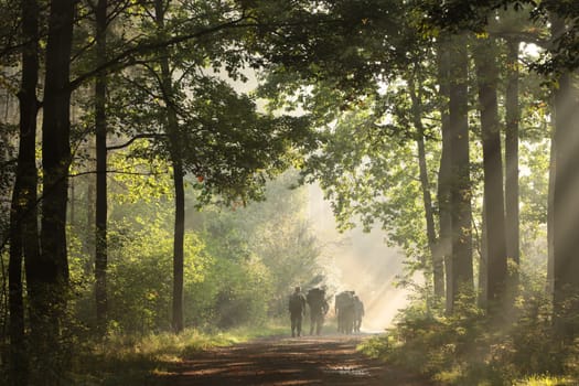 Soldiers walk through the forest on a foggy, sunny morning