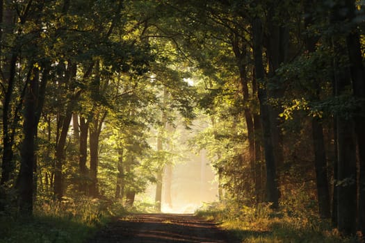 The rays of light pass through the pine trees and fall into the autumn forest
