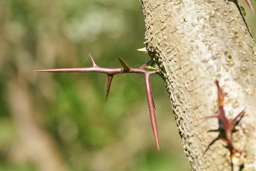 Close up of thorns of honey locust, Gleditsia triacanthos, in a park in Magdeburg in Germany