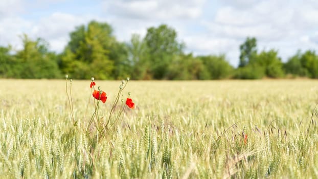 Flowering poppy in a field with malting barley in early summer