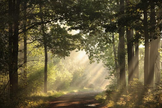 The rays of light pass through the pine trees and fall into the autumn forest