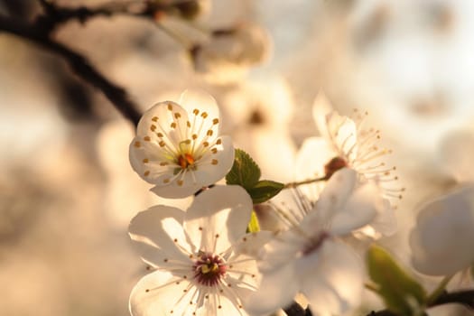 Spring flowers on a blooming cherry tree during sunrise