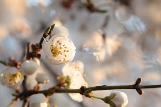 Spring flowers on a blooming cherry tree during sunrise