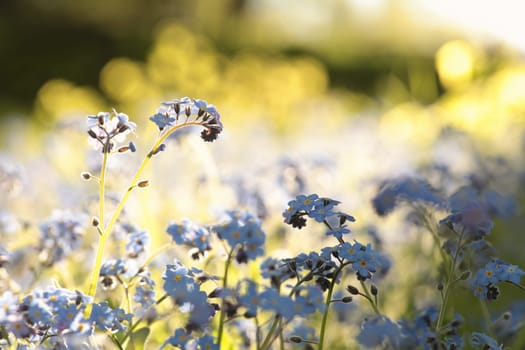 Myosotis sylvatica in the forest at dawn