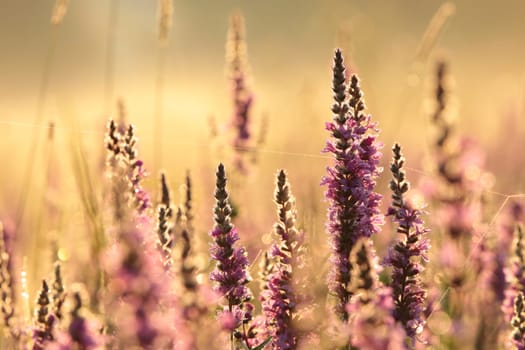 Loosestrife (Lythrum salicaria) on a meadow at dawn