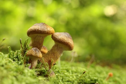 Mushrooms growing on a tree trunk in the forest