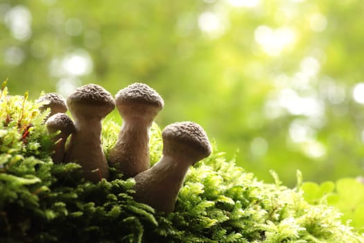 Mushrooms growing on a tree trunk in the forest