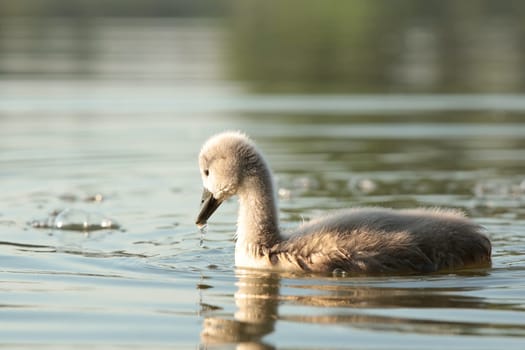 Young swans follow their mother on a sunny morning