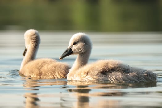 Young swans follow their mother on a sunny morning