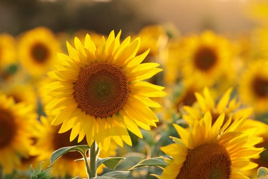 Sunflower - Helianthus annuus in the field at dusk