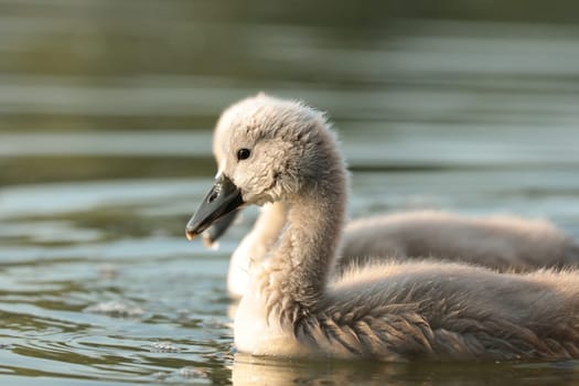 Young swans follow their mother on a sunny morning