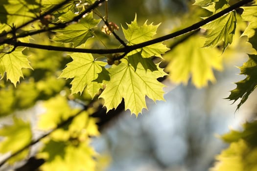 Spring maple leaves in the forest