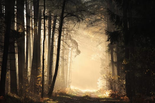 The rays of light pass through the pine trees and fall into the autumn forest