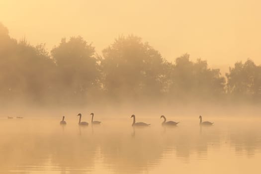 Swans on the lake at sunrise