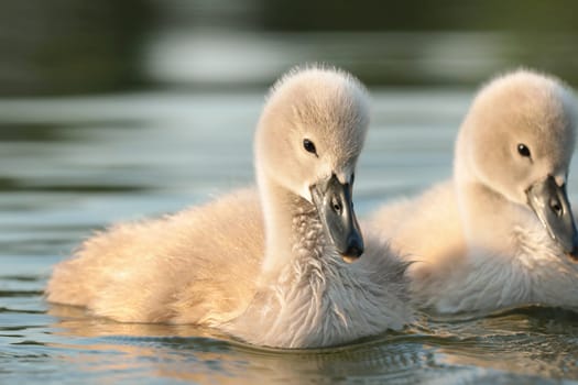 Young swans follow their mother on a sunny morning