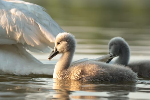 Young swans follow their mother on a sunny morning