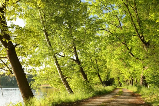 Oaks at the edge of a lake on a sunny spring morning