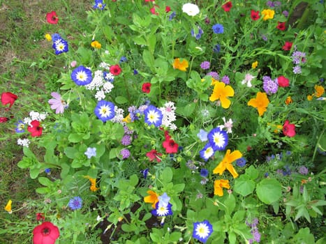 Flower strip with Morning Glory, California Poppy, Cornflower and Common Poppy