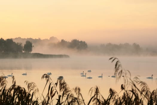 Swans on the lake at sunrise