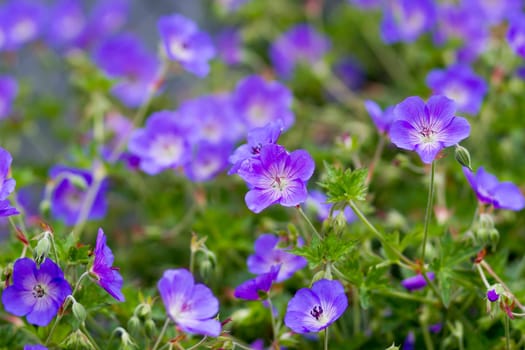 Geranium magnificum, purple cranesbill, is species of plant in genus Geranium, family Geraniaceae.