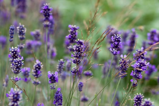 lavender flowers in a garden - soft focus