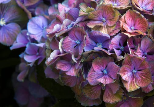 Macro image, colorful hydrangea flower background