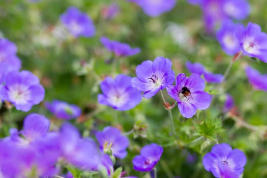 Geranium magnificum, purple cranesbill, is species of plant in genus Geranium, family Geraniaceae.