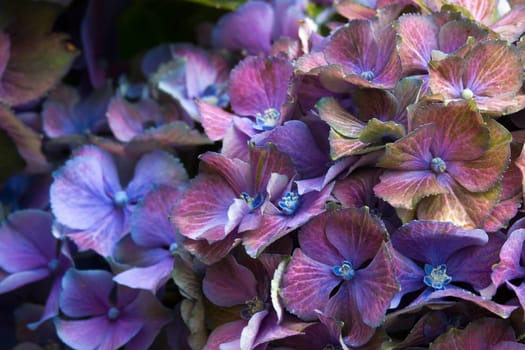 Macro image, colorful hydrangea flower background