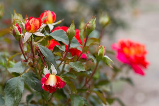red roses in the garden - close up