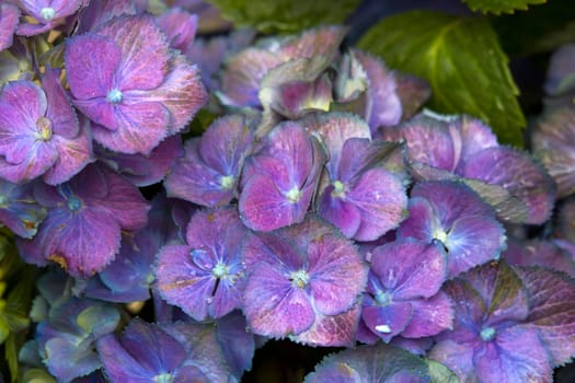 Macro image, colorful hydrangea flower background